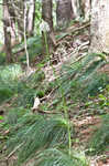 Eastern turkeybeard